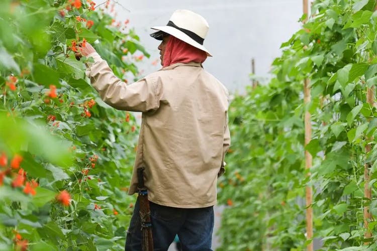 El Grupo Banco Mundial duplica sus compromisos de financiamiento en el sector agrícola